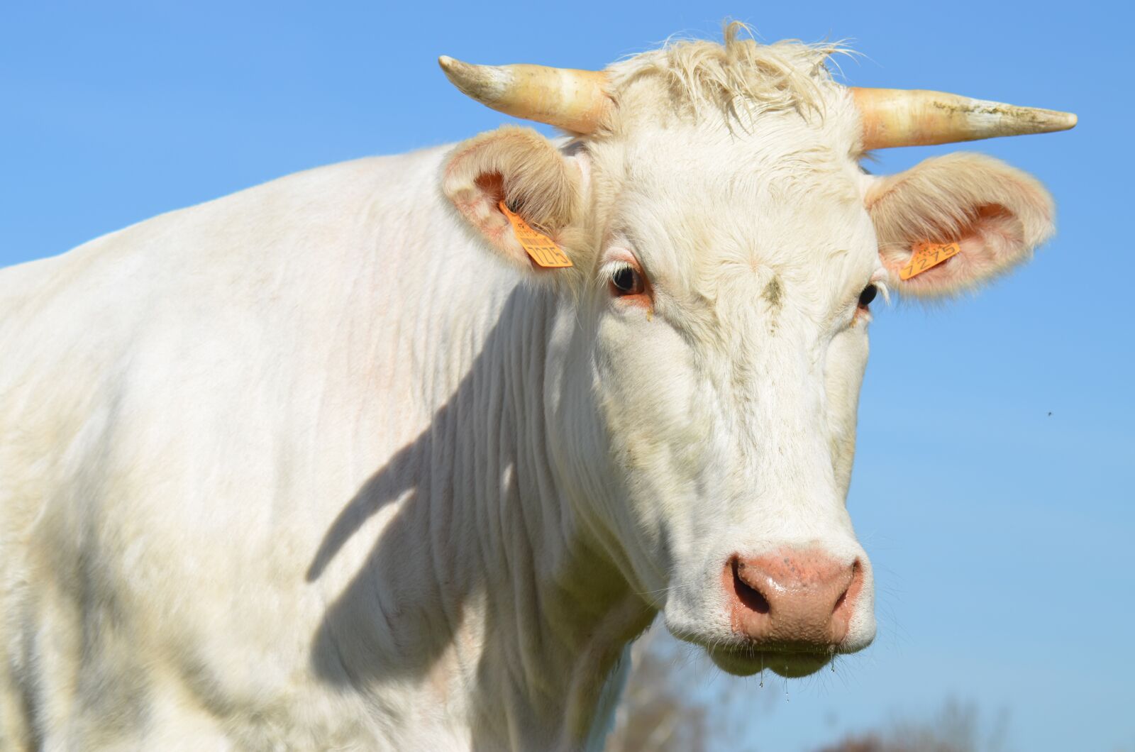 Nikon D5100 sample photo. Cow, agriculture, breeding photography