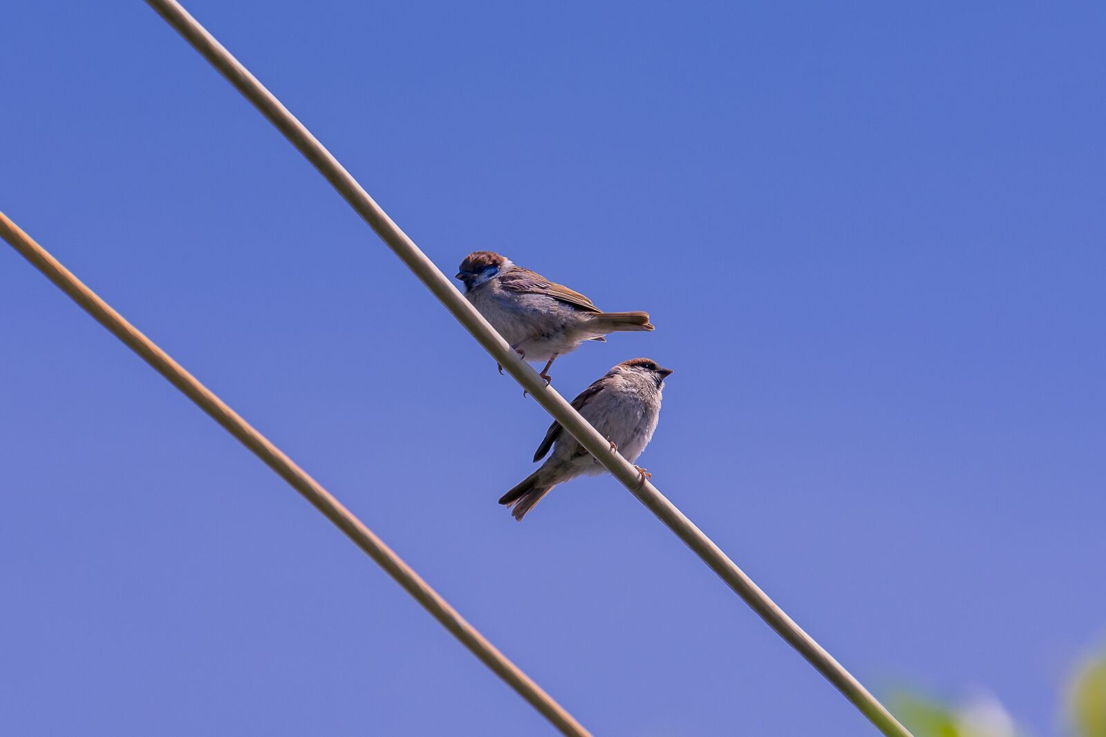 Nikon D7200 sample photo. Birds, sparrow, bird photography