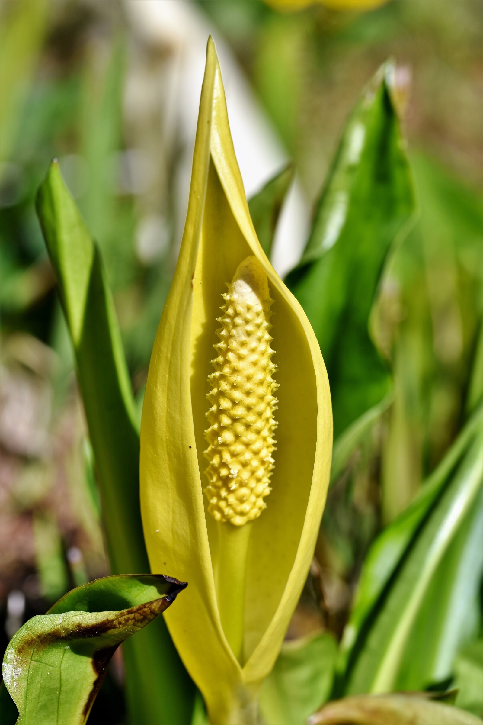 Nikon D7200 sample photo. Scheinkalla, giant arum, skunk photography