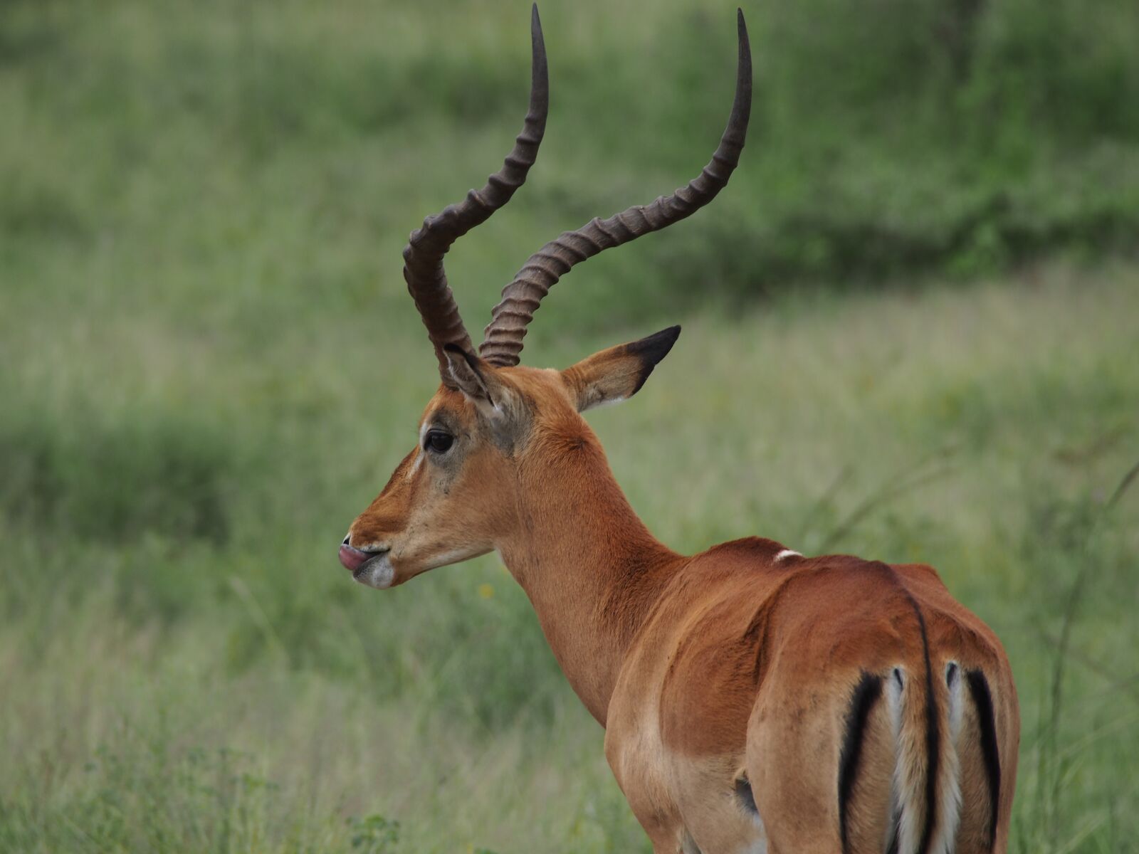 Olympus OM-D E-M5 sample photo. Africa, animal, kudu photography