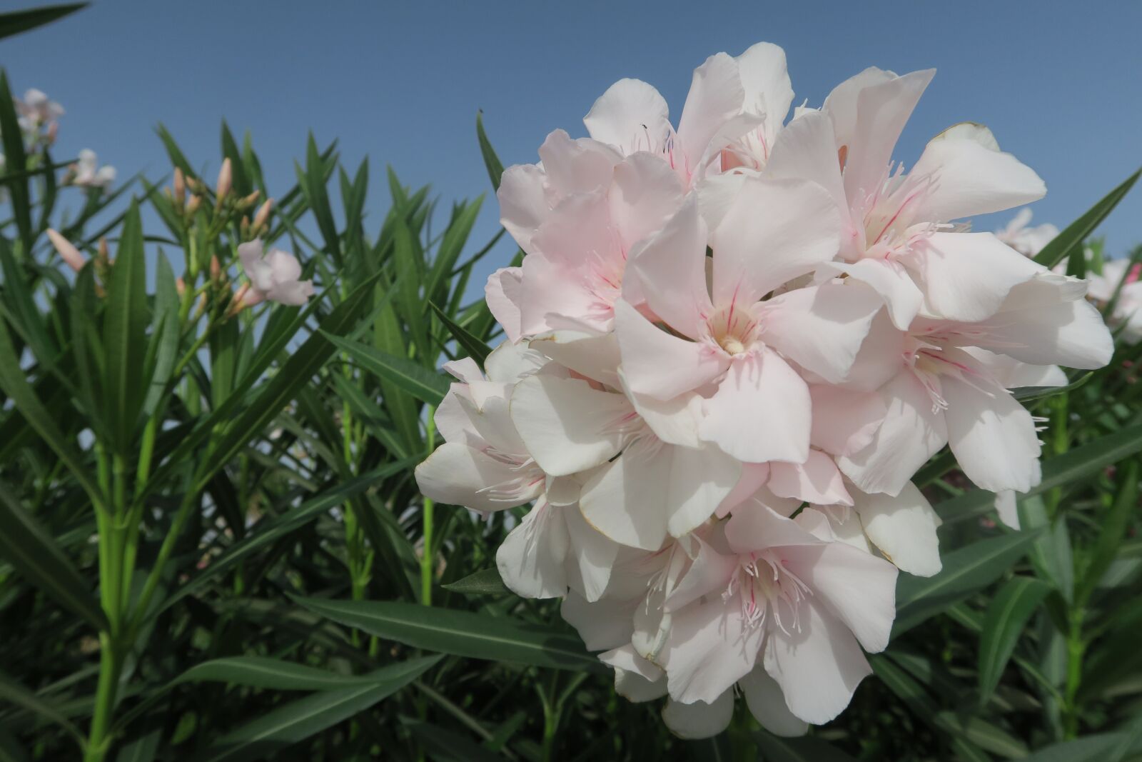 Canon PowerShot G7 X sample photo. Flower, nature, plant photography