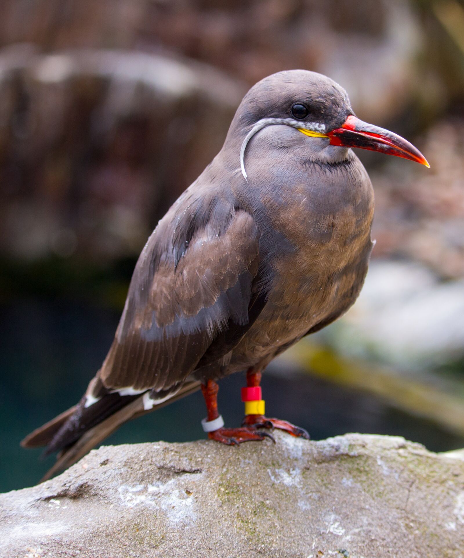 Canon EOS 700D (EOS Rebel T5i / EOS Kiss X7i) sample photo. Inca tern, inca, tern photography