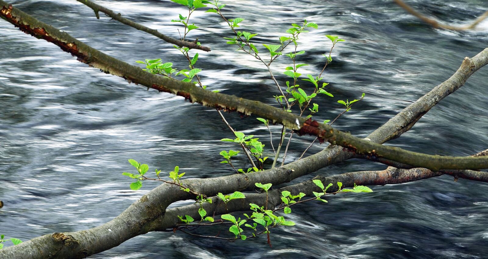 Nikon D5100 sample photo. Wood, leaves, river, water photography