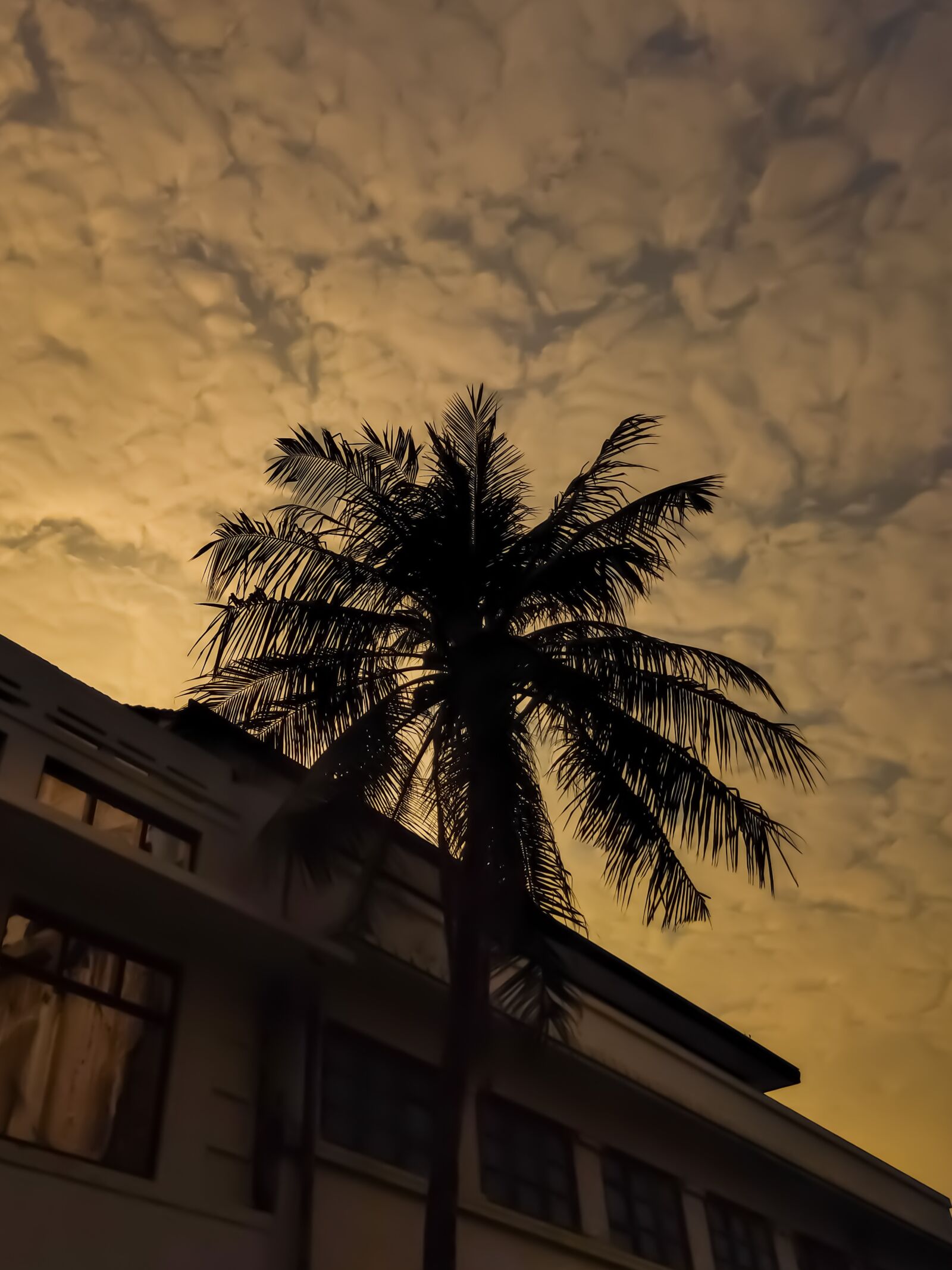 Realme 3 PRO sample photo. Sunset, silhouette, tree photography