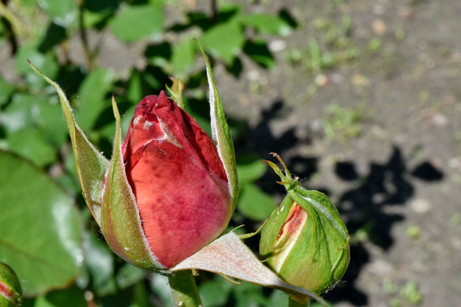 Nikon D5500 sample photo. Flower bud, flower garden photography