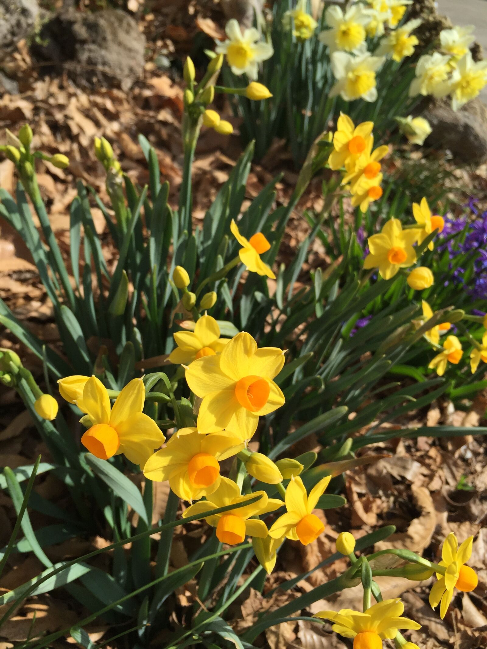 Apple iPhone 6 sample photo. Narcissus, yellow, spring flowers photography