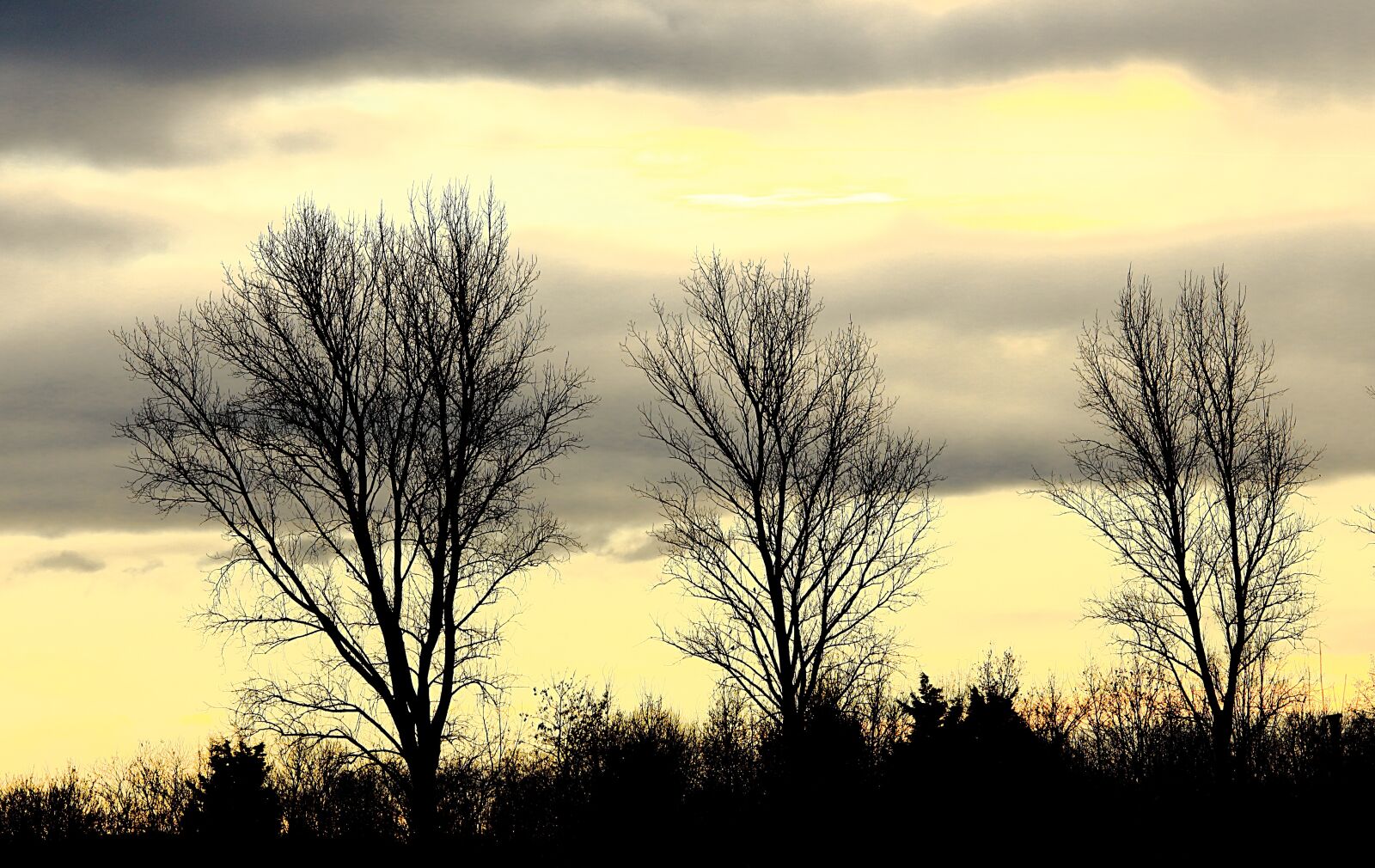 Canon EOS 700D (EOS Rebel T5i / EOS Kiss X7i) sample photo. Trees, sky, grey photography