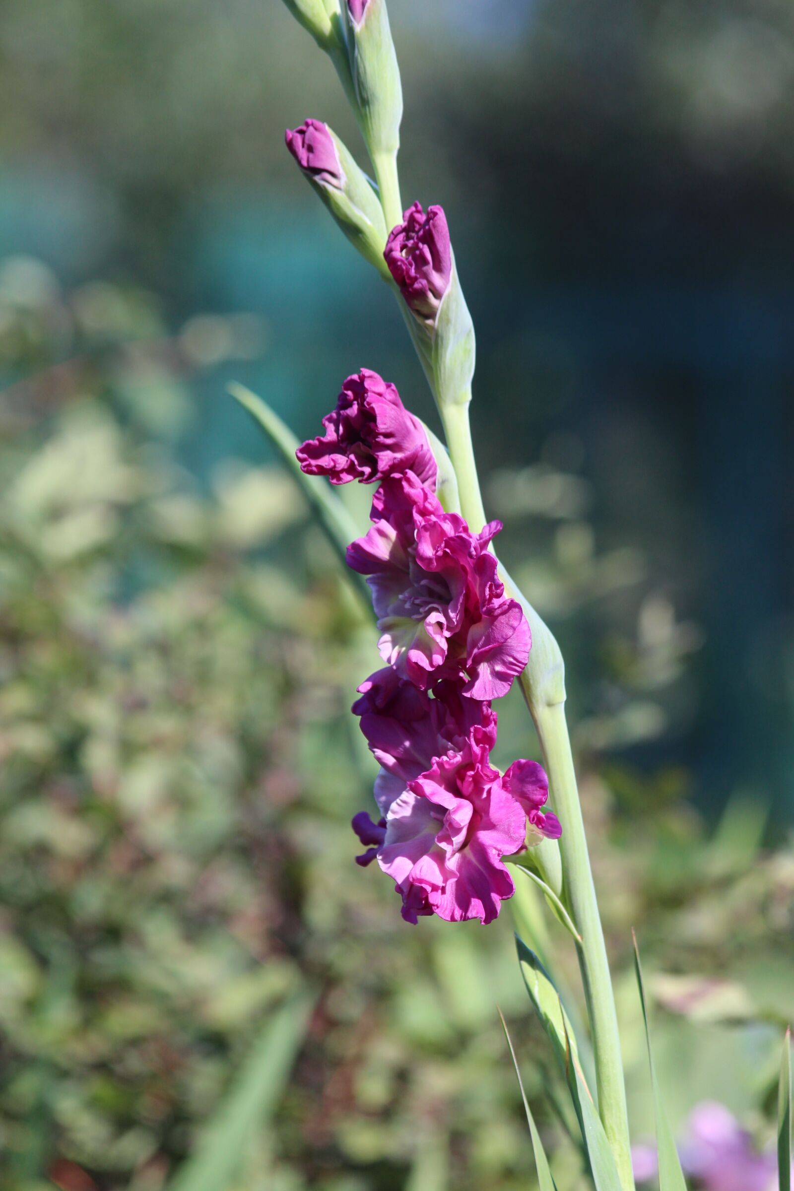 Canon EOS 650D (EOS Rebel T4i / EOS Kiss X6i) sample photo. Gladiolus, flowers, garden photography