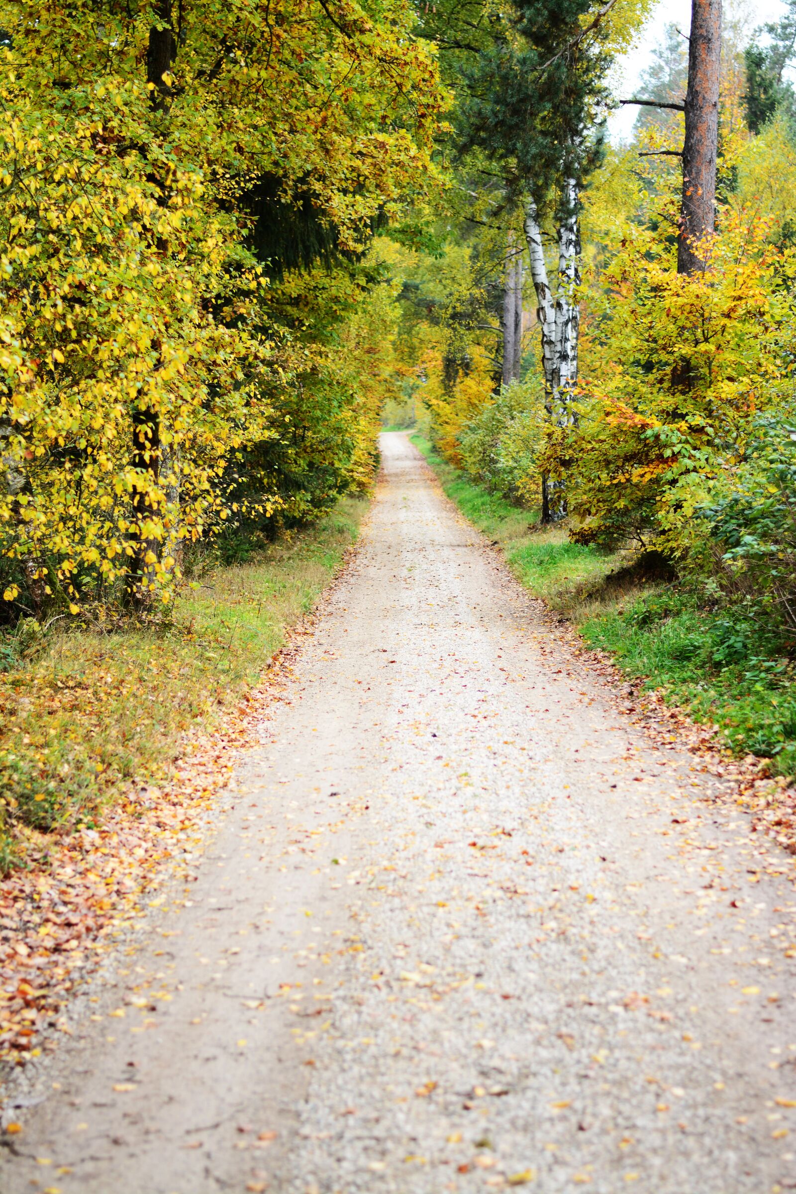 Nikon D5200 sample photo. Forest, trees, landscape photography