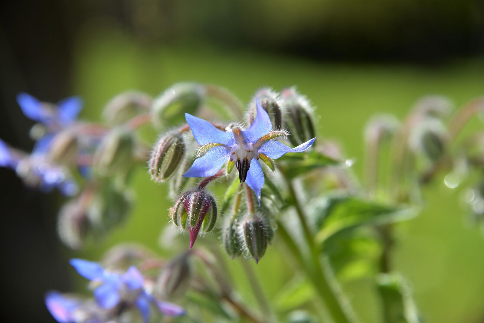 Nikon D610 sample photo. Cucumber herb, borage, plant photography