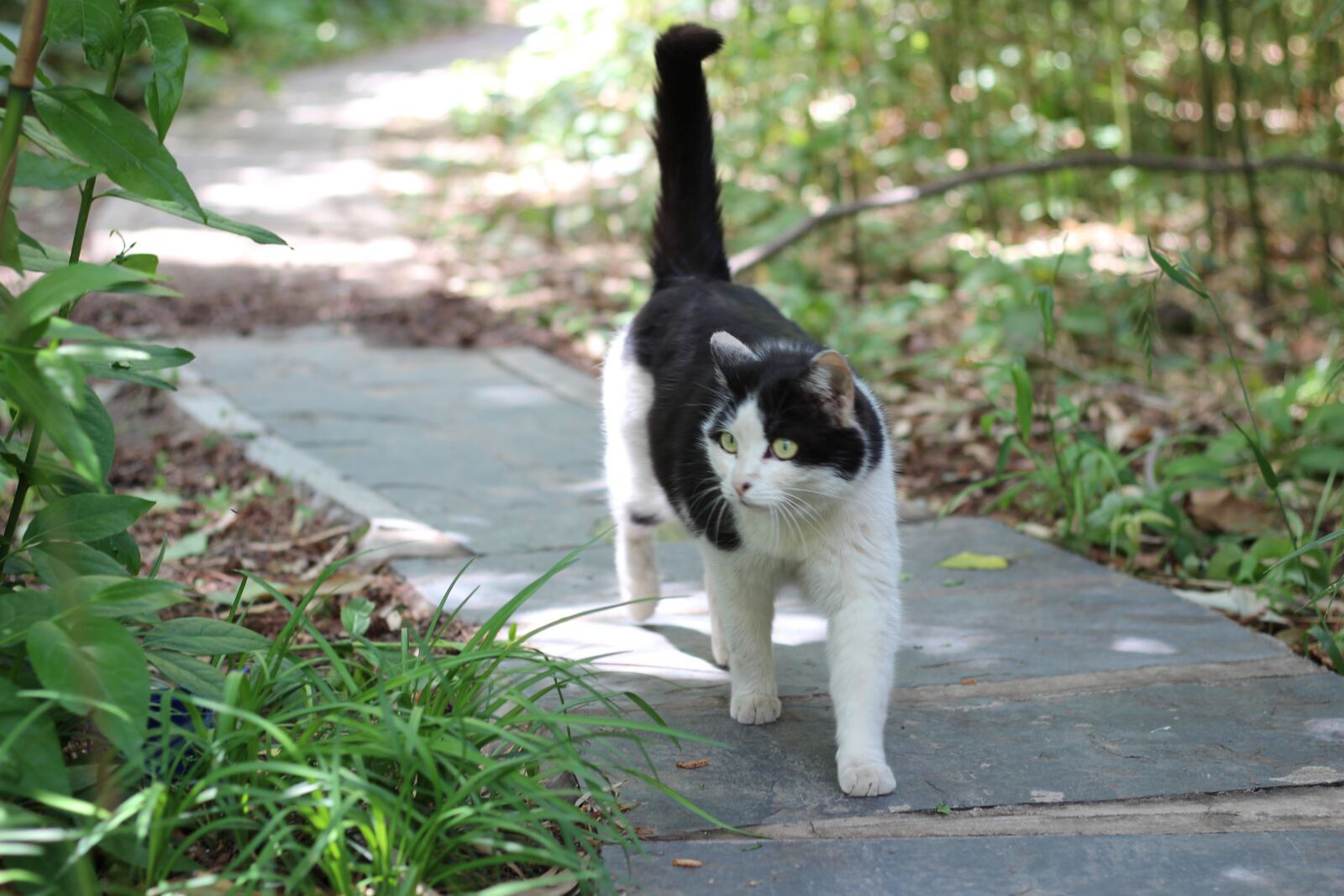 Canon EOS 600D (Rebel EOS T3i / EOS Kiss X5) + Canon EF 50mm F1.8 STM sample photo. Kitty, cute, an ordinary photography