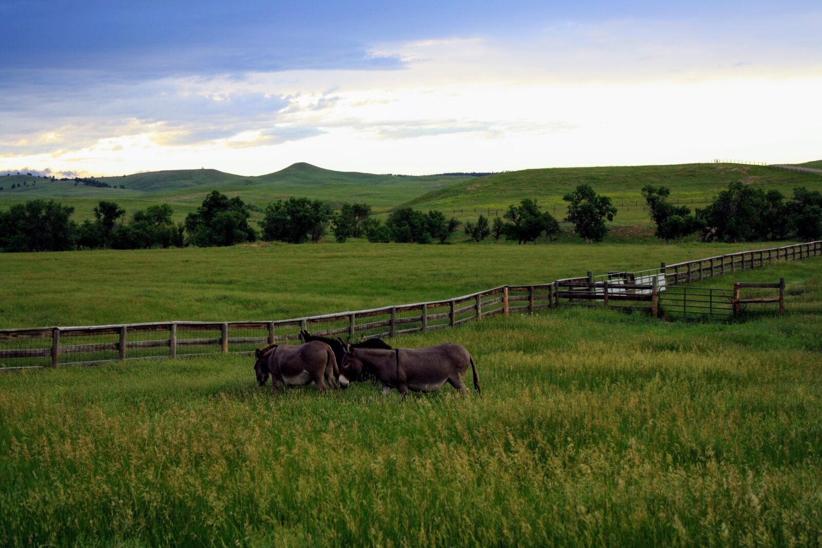 Canon EOS 1000D (EOS Digital Rebel XS / EOS Kiss F) sample photo. Field, farm, grass photography