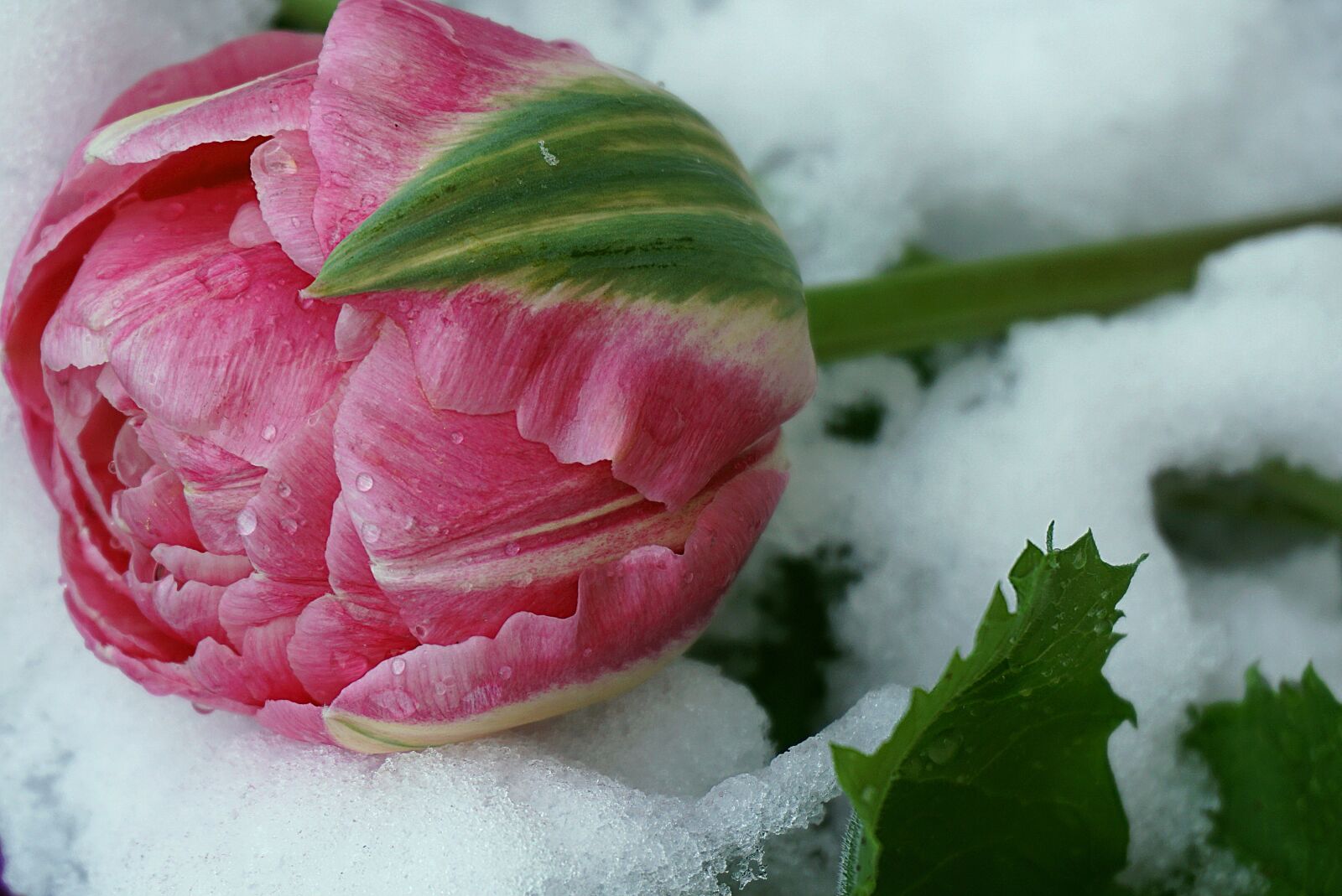Sony a6000 sample photo. Tulip in the snow photography