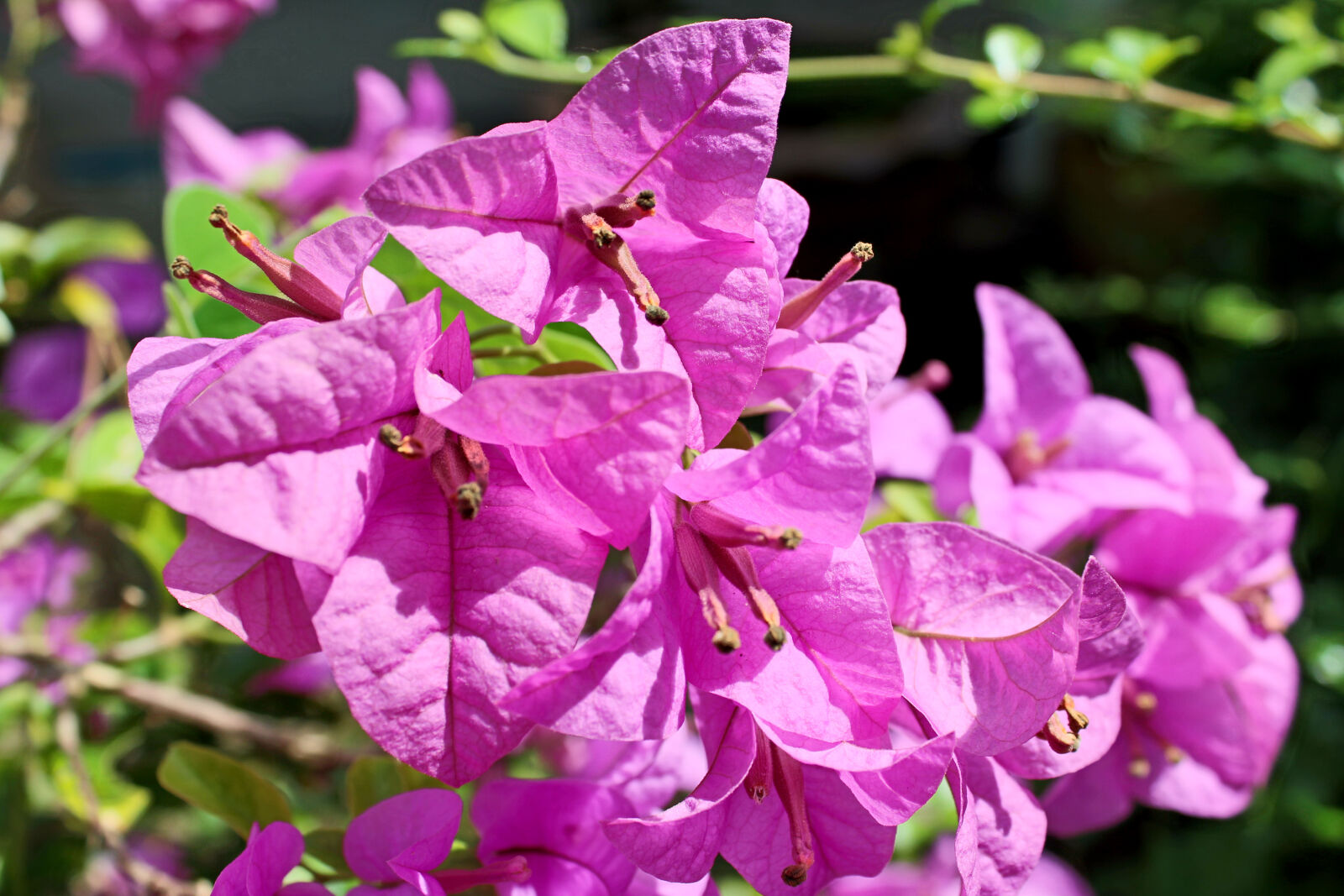 Canon EOS 650D (EOS Rebel T4i / EOS Kiss X6i) sample photo. Abstract, background, beautiful, beauty photography
