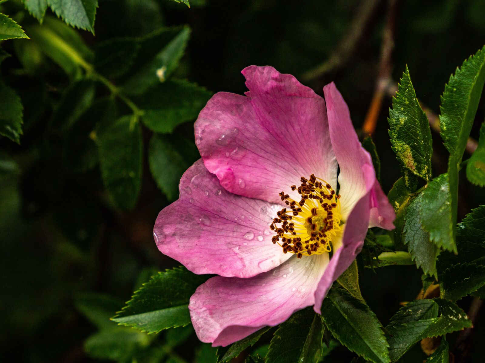 Olympus M.Zuiko Digital ED 12-200mm F3.5-6.3 sample photo. Close up, rose, wild photography