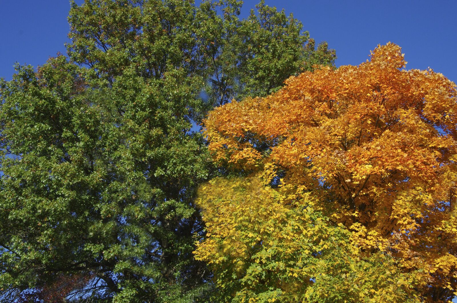 Pentax smc DA 18-135mm F3.5-5.6ED AL [IF] DC WR sample photo. Trees, fall colors, autumn photography