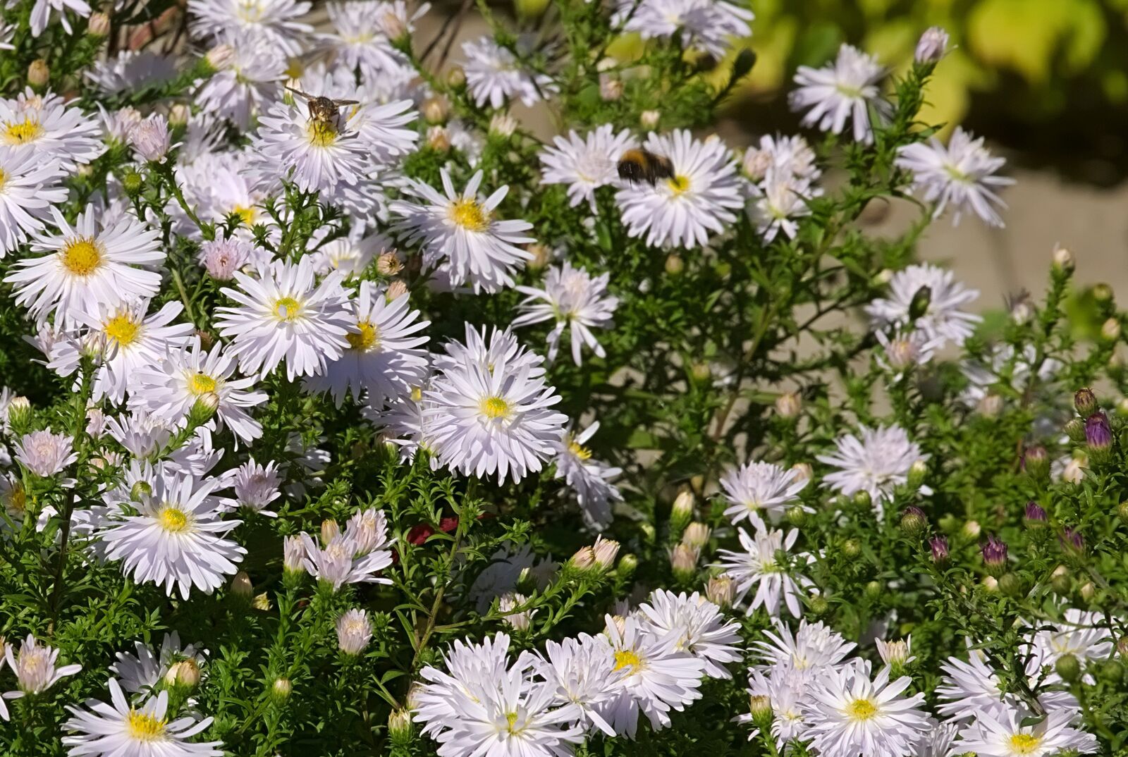 Nikon D3300 sample photo. Flower, white, flowers photography