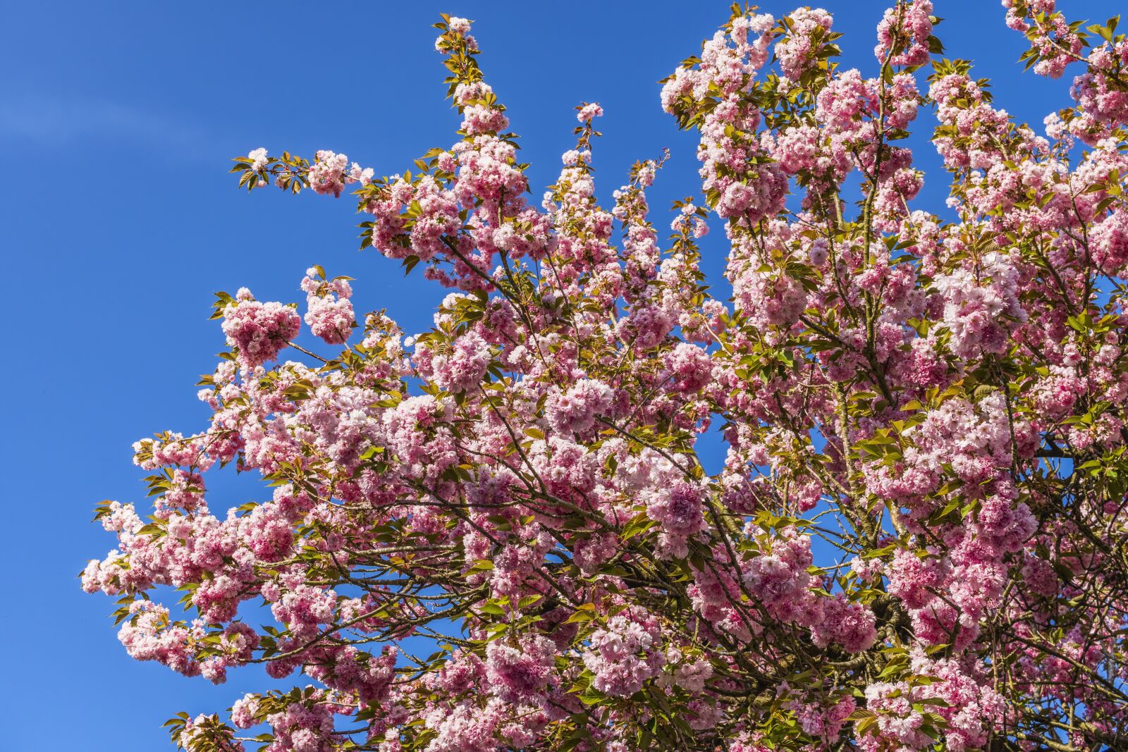 Sony a6300 + Sigma 30mm F2.8 EX DN sample photo. Flowers, cherry, spring photography