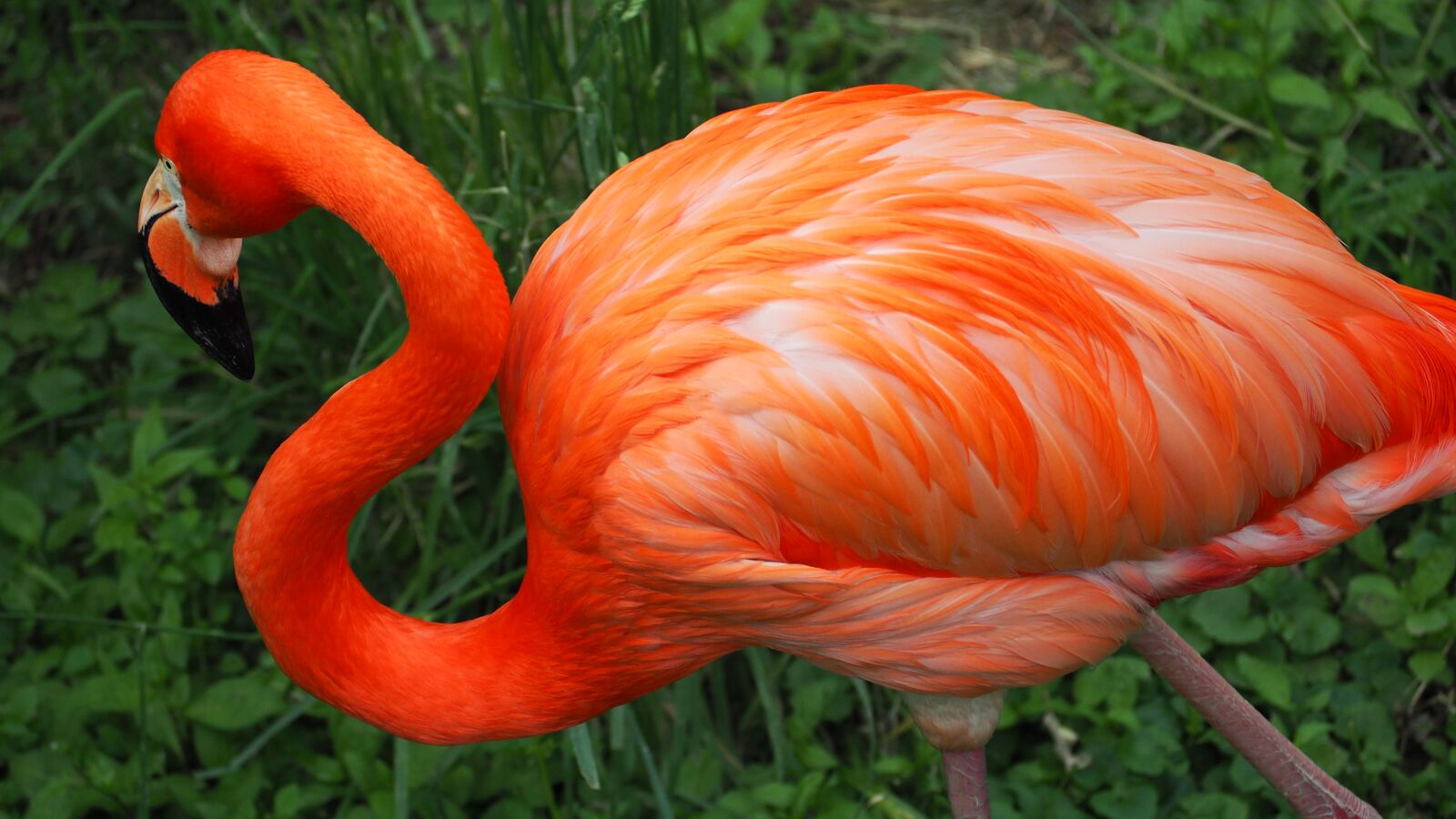 Olympus OM-D E-M10 II sample photo. Flamingo, bird, pink photography