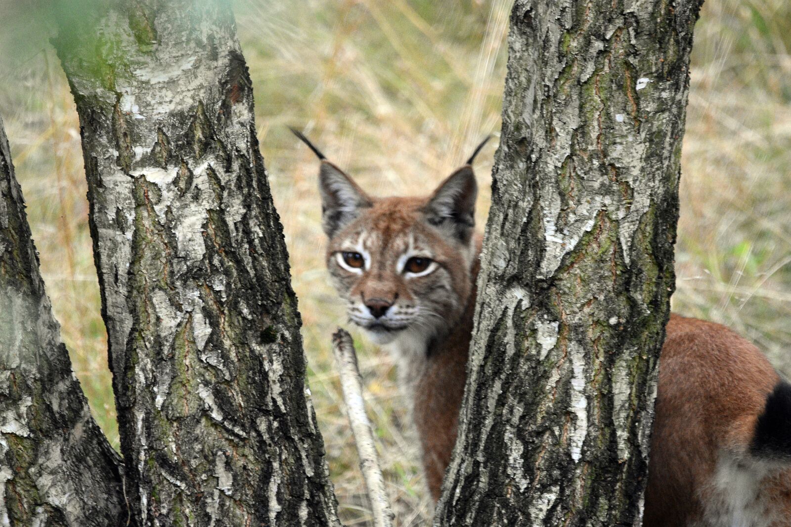 Nikon D3400 sample photo. Lynx, animal, wild photography