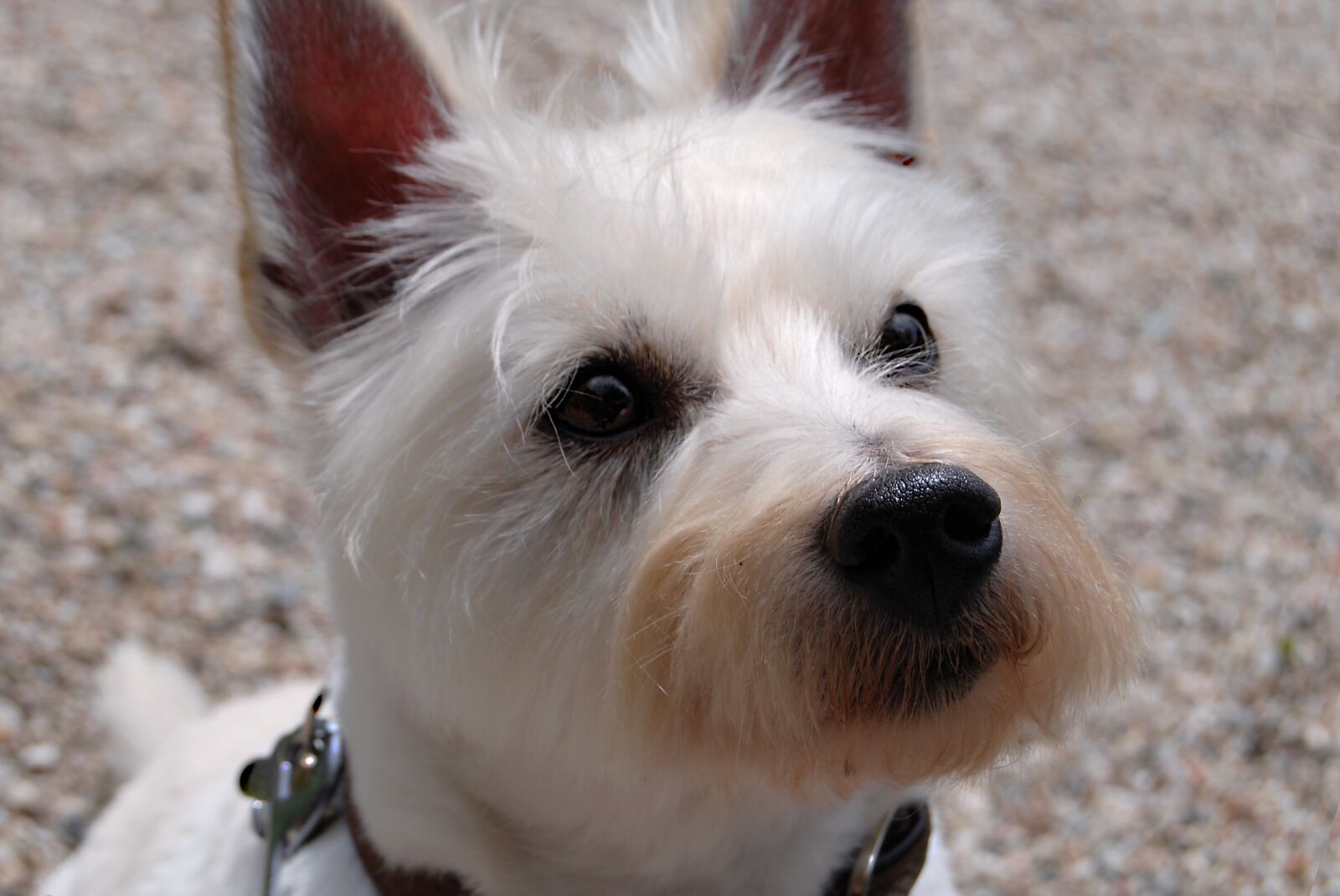 Nikon D60 sample photo. Dog, terrier, west photography