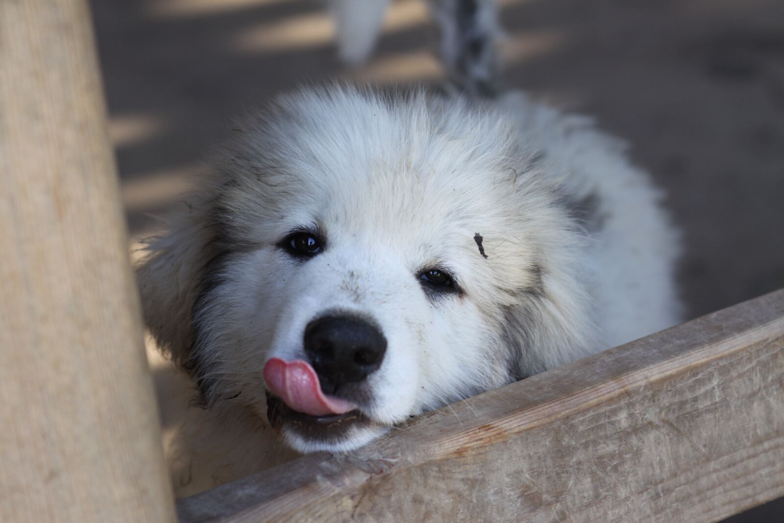 Canon EOS 50D sample photo. Great pyrenees, puppy, dog photography
