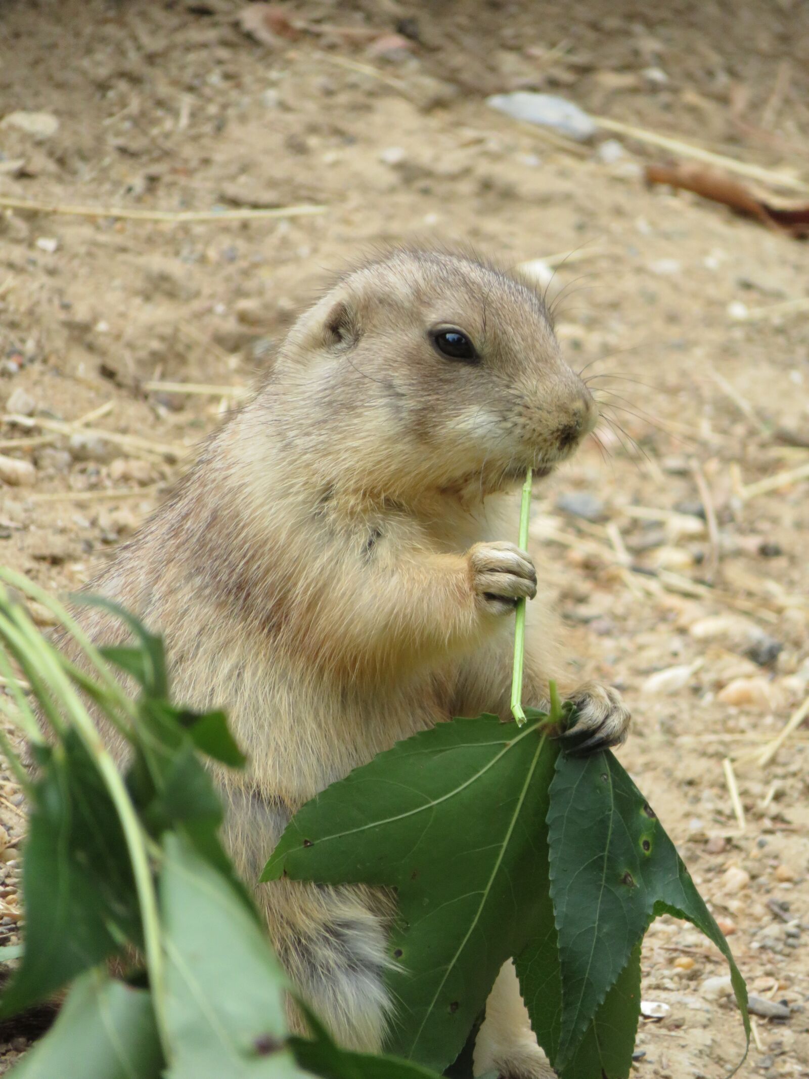Canon PowerShot SX720 HS sample photo. Prairie dog, rodent, nature photography