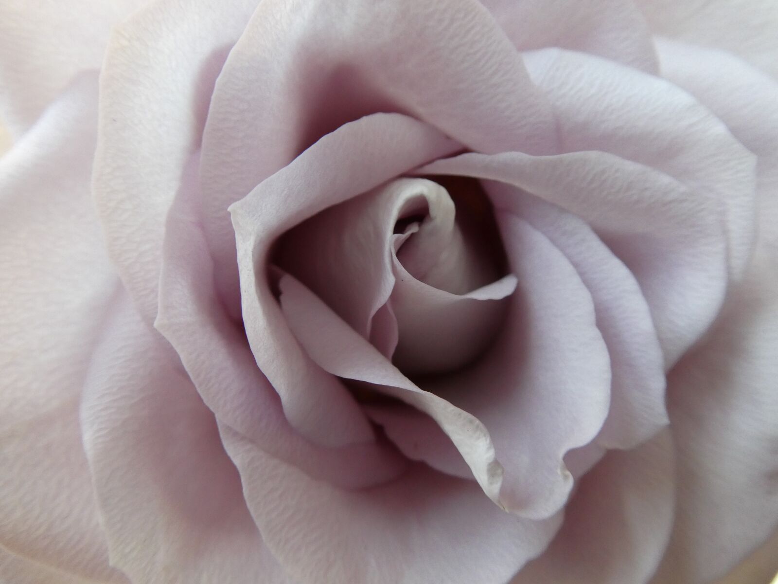 Panasonic Lumix DC-ZS70 (Lumix DC-TZ90) sample photo. Flower, rose, detail photography