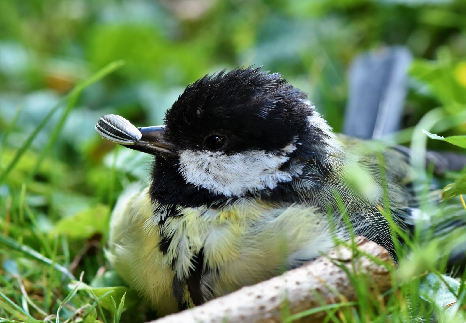 Nikon D7200 sample photo. Tit, songbird, small bird photography