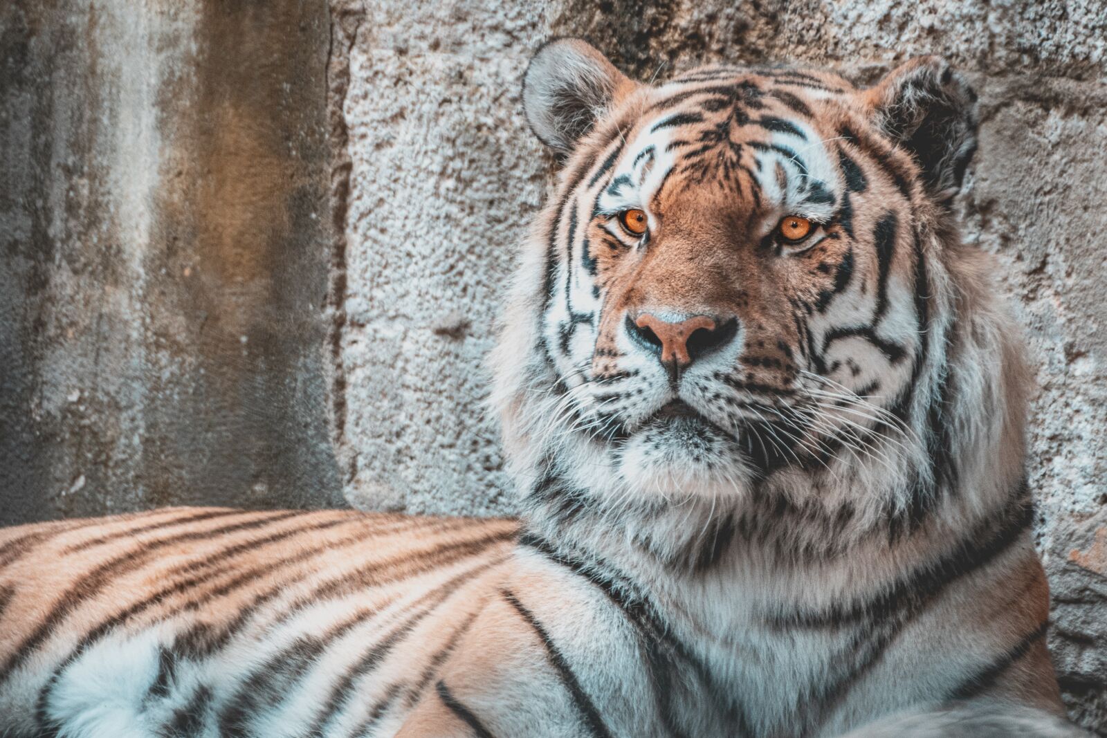 Canon EOS 80D sample photo. Tiger, siberian, animal photography