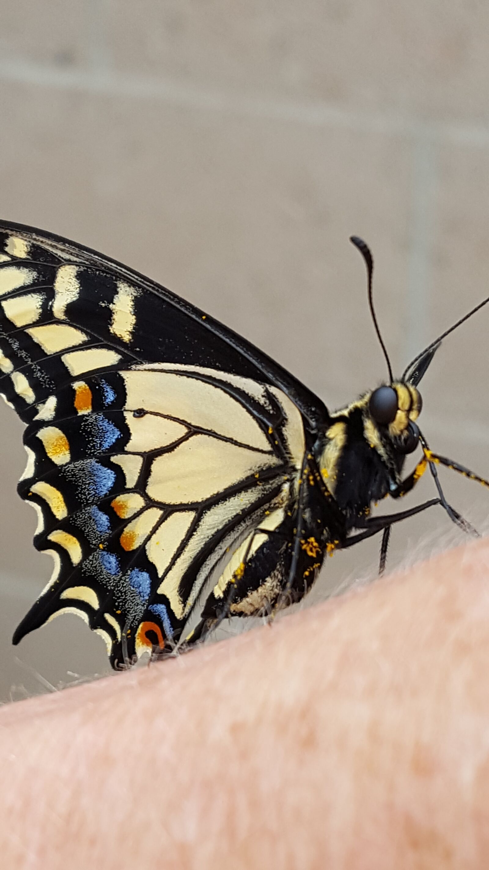 Samsung Galaxy S6 sample photo. Black swallowtail butterfly, butterfly photography