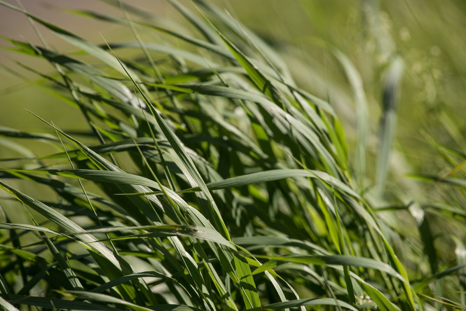 Nikon D750 sample photo. Grass, green, green grass photography