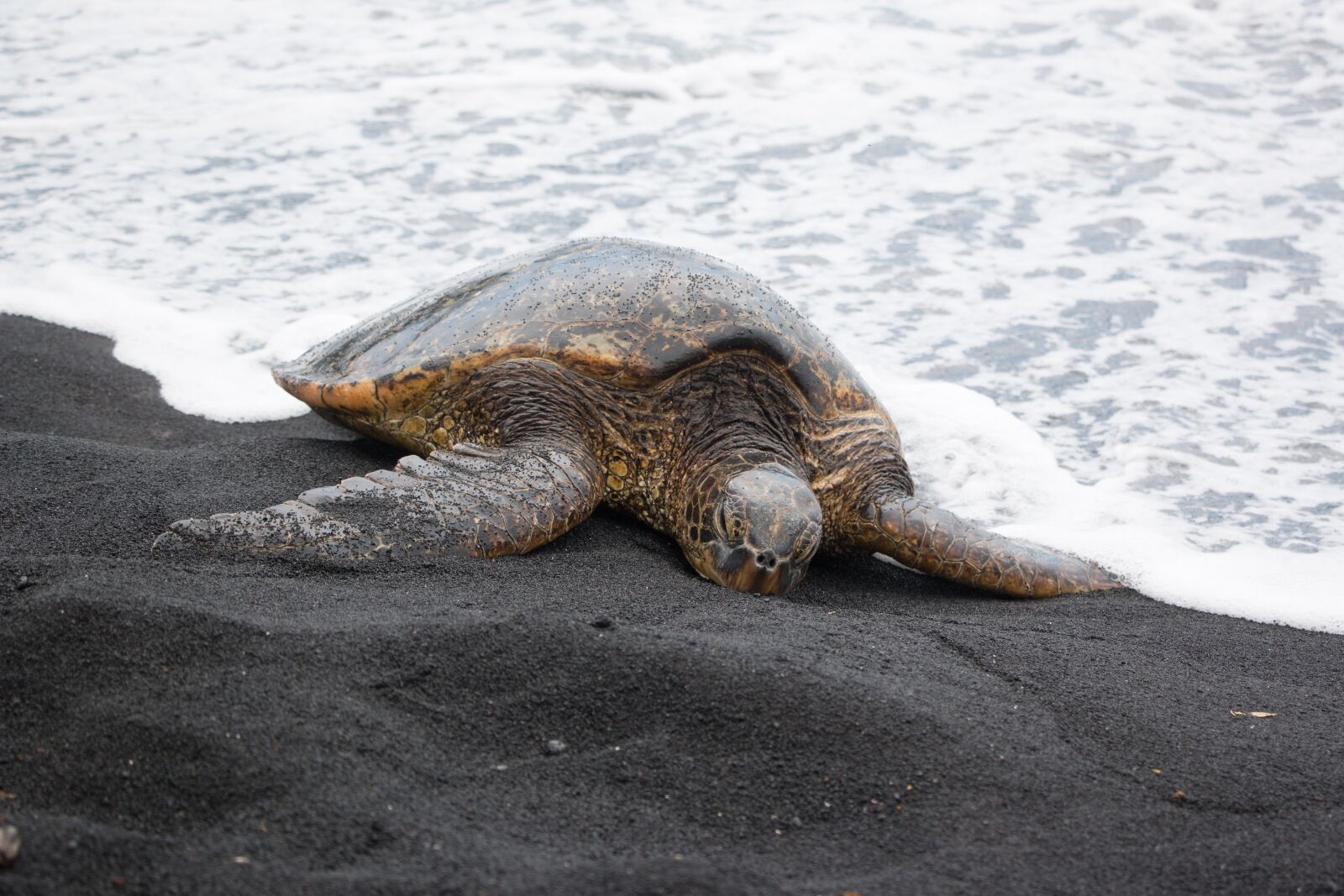 Canon EOS 70D sample photo. Nature, hawaii, wild photography