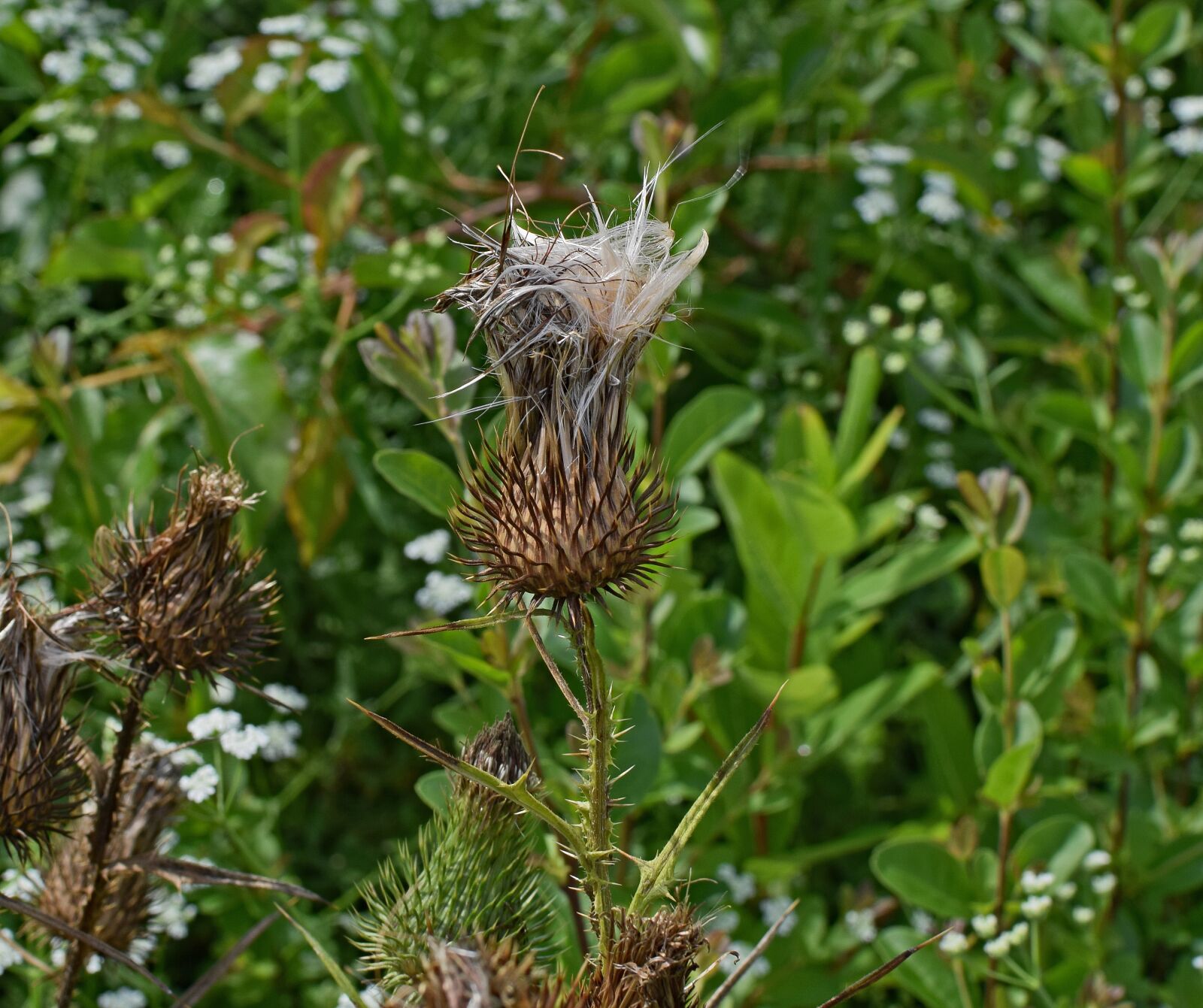 Nikon D3300 sample photo. Common thistle down, seeds photography