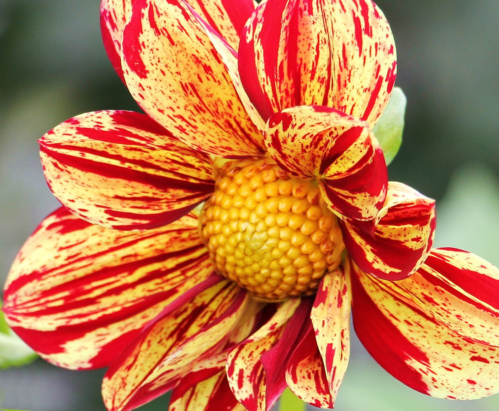 Canon EOS 550D (EOS Rebel T2i / EOS Kiss X4) sample photo. Dahlia, georgine, flower photography