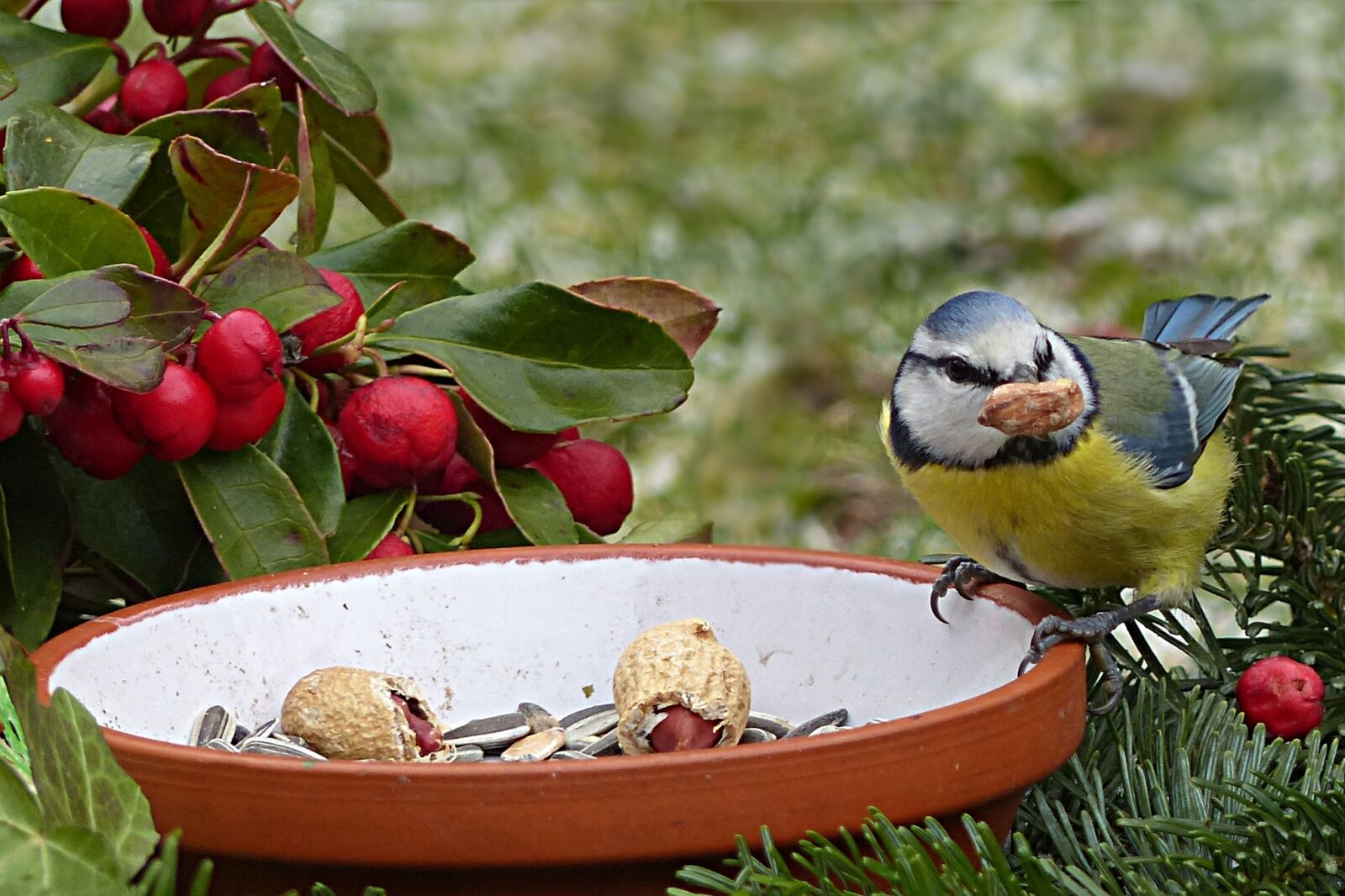 Panasonic Lumix DMC-FZ200 sample photo. Tit, bird, blue tit photography