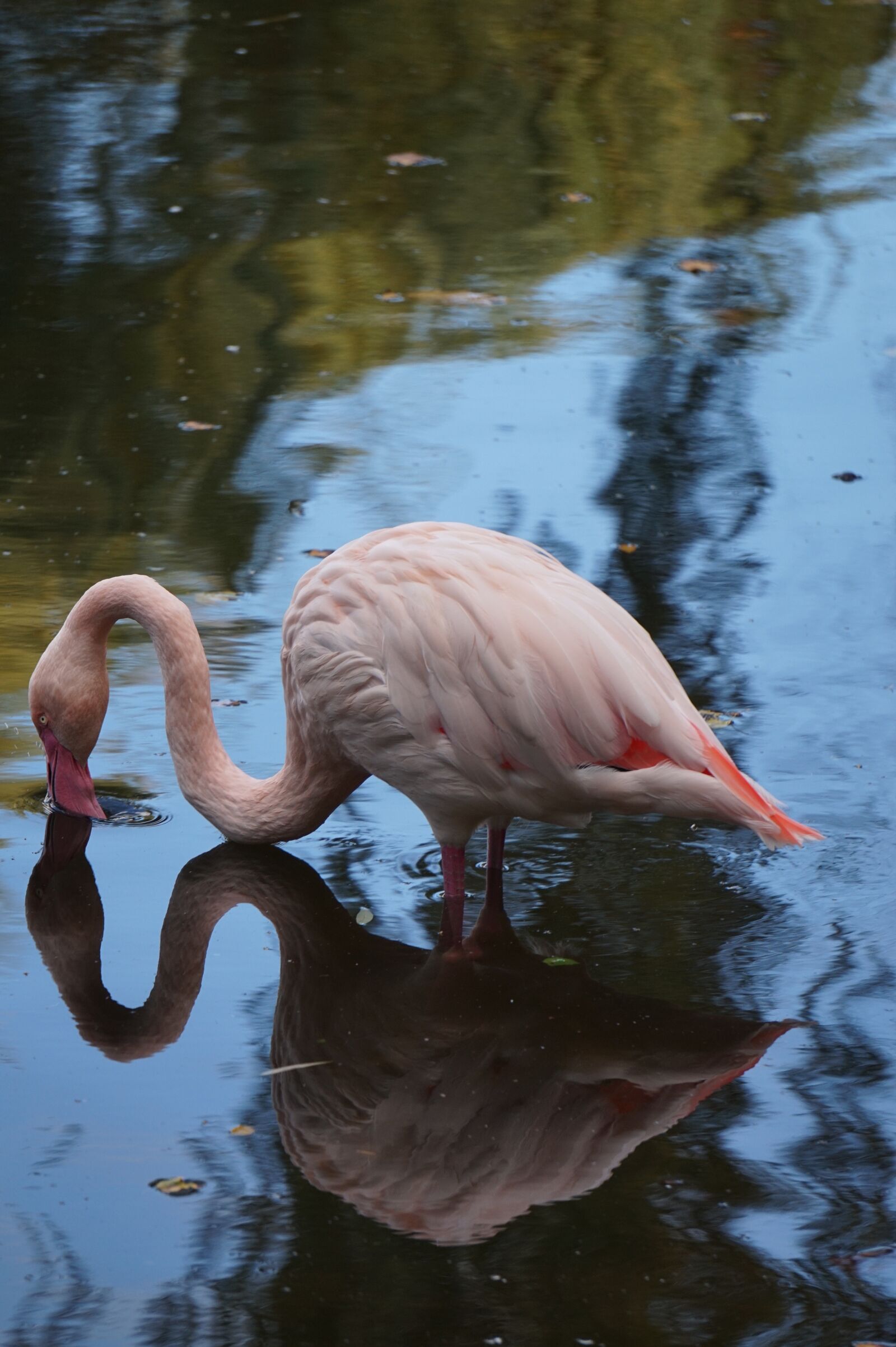 Sony Alpha a5000 (ILCE 5000) + Sony E 55-210mm F4.5-6.3 OSS sample photo. Flamingo, pink, bird photography