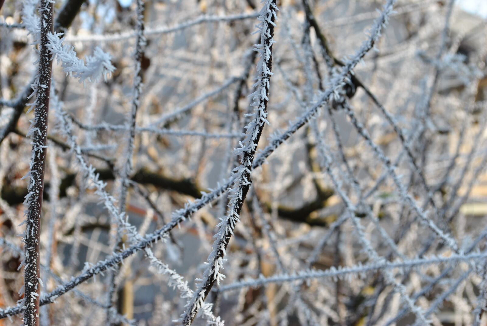 Nikon D3000 sample photo. Nature, frost, branch photography