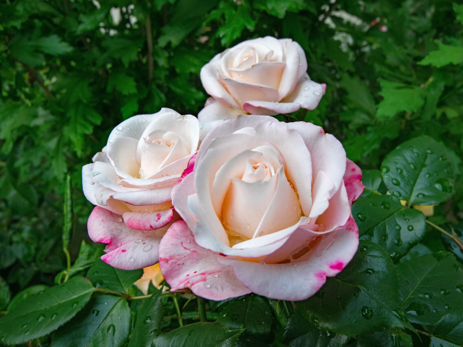 Nikon D5300 sample photo. Rose, nostalgia, floribunda photography