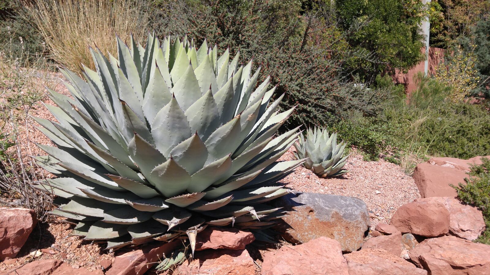 LG G4 sample photo. Nature, cactus, sedona photography