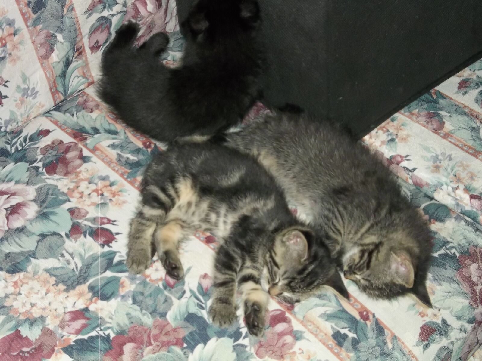 Kodak EASYSHARE CAMERA, C1450 sample photo. Mama, kitties, feeding photography