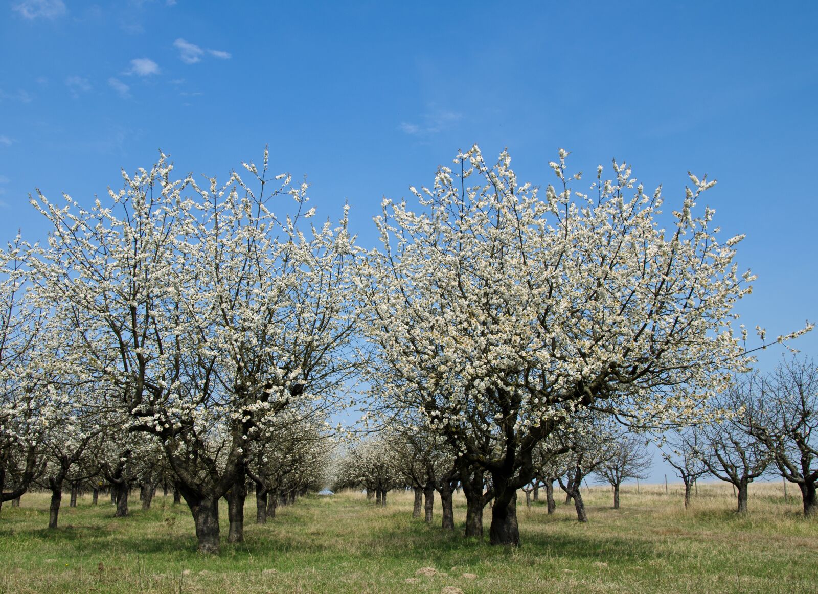 Nikon D7000 sample photo. Blossom, cherry, cherry blossom photography