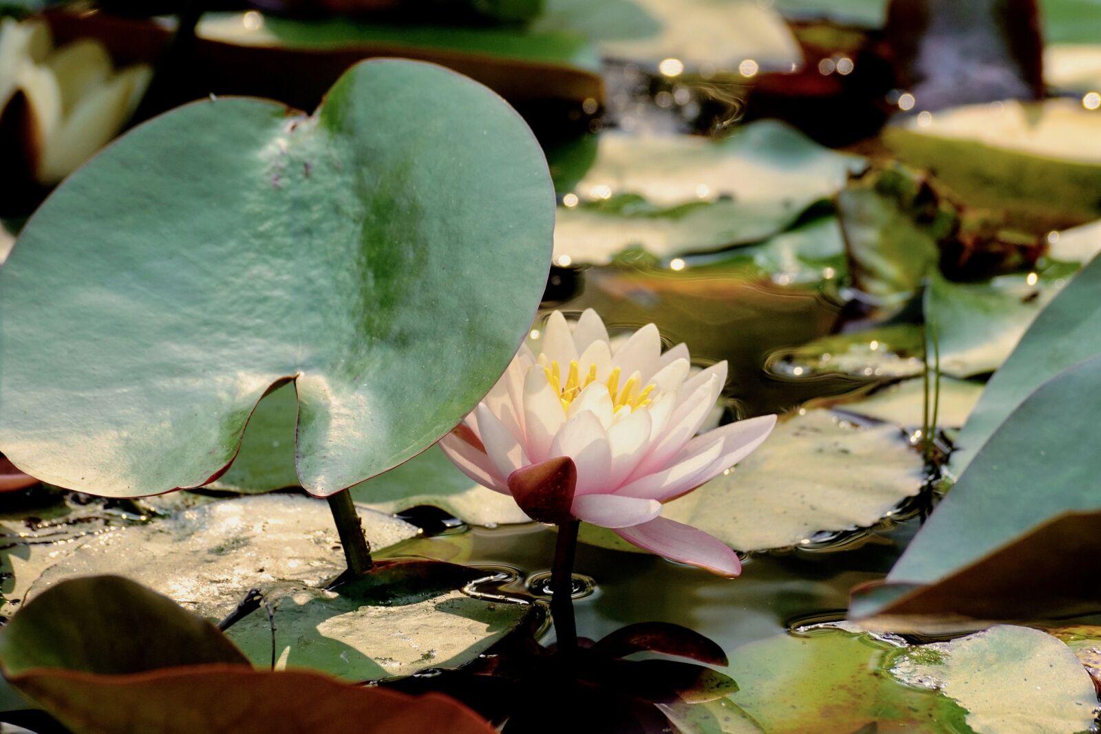 Sony DT 55-300mm F4.5-5.6 SAM sample photo. Water lily, nuphar lutea photography