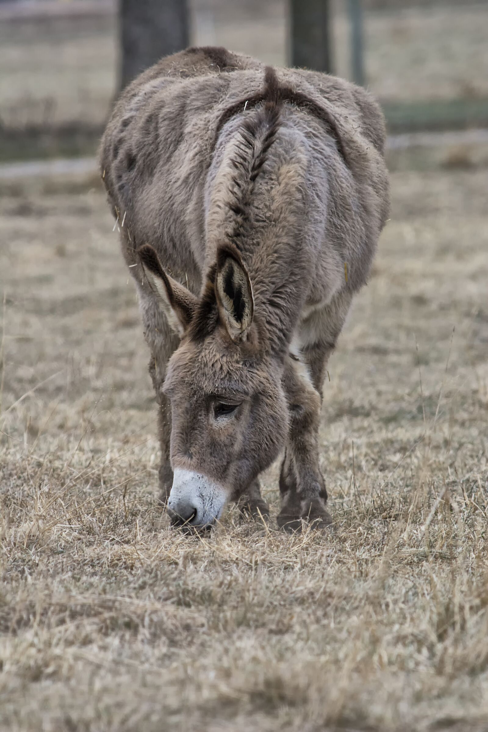 Nikon D7100 sample photo. Animal, nature, wildlife photography