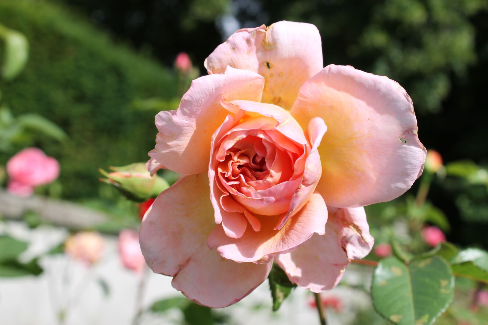 Canon EOS 1100D (EOS Rebel T3 / EOS Kiss X50) sample photo. Rose, flower, summer photography