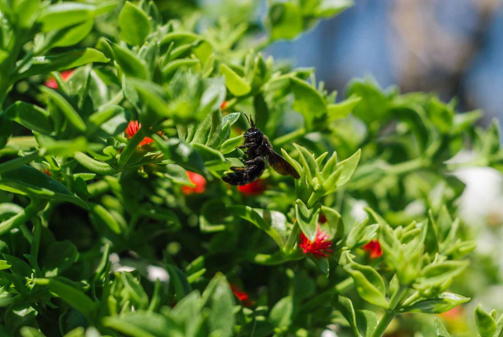 Nikon D200 sample photo. Bee, black bee, insect photography