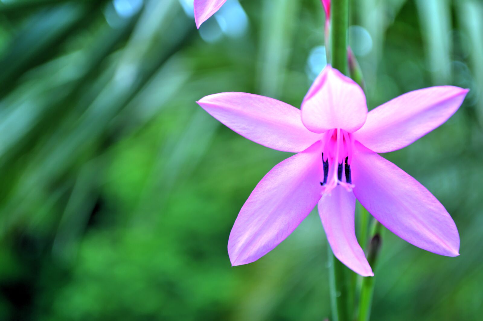Nikon D3200 sample photo. Flower, close up, flowering photography