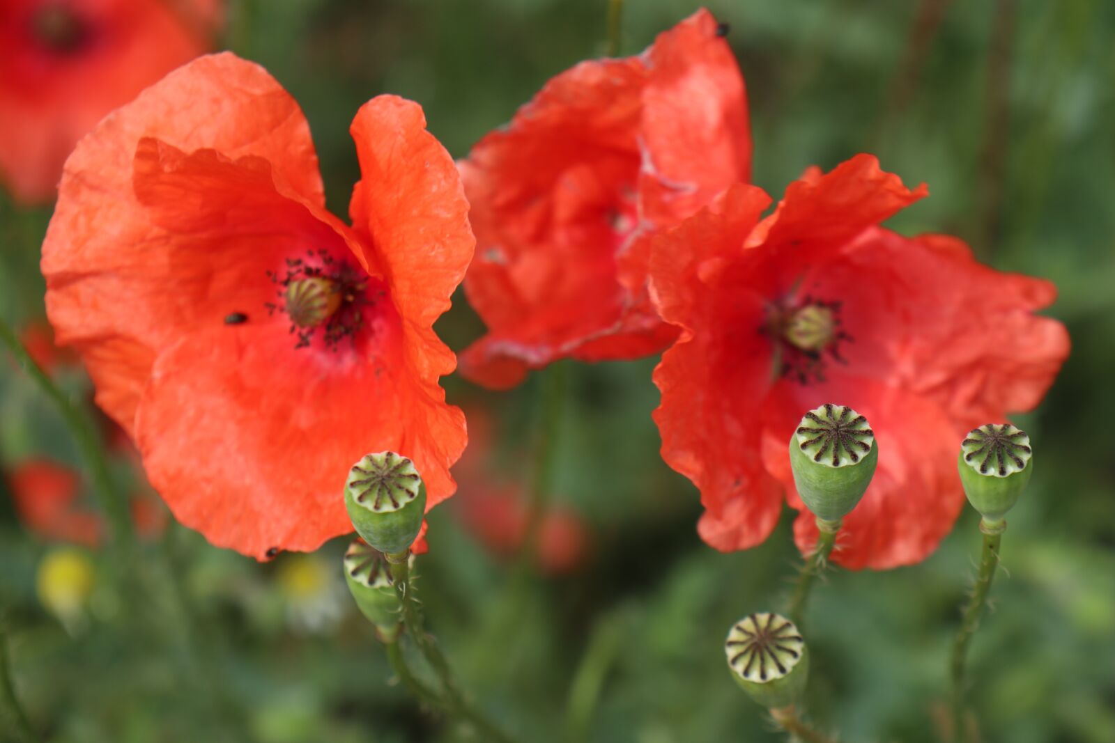 Canon EOS M6 sample photo. Summer, poppies, red photography