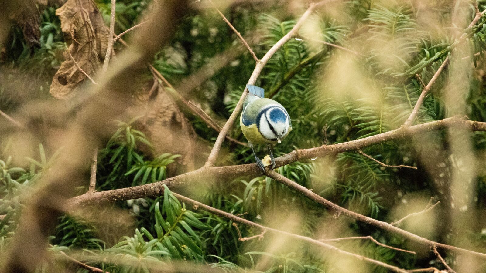 150-600mm F5-6.3 DG OS HSM | Contemporary 015 sample photo. Blue tit, garden, bird photography