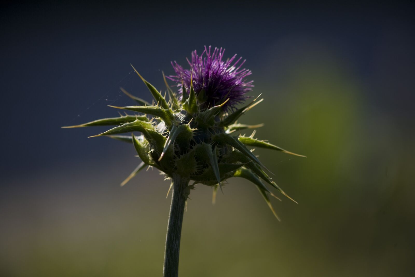 Canon EOS 5D sample photo. Thistle, flower, nature photography
